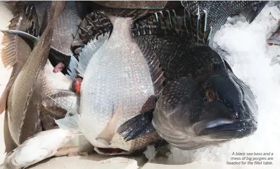  ??  ?? A black sea bass and a mess of big porgies are headed for the fillet table.