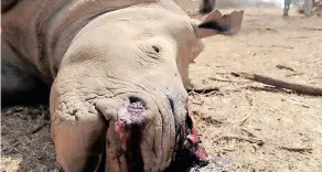  ?? File ?? ONE of two dead white rhinos shot after about nine gunmen armed with automatic rifles poached them and cut off their horns on the Potgieter game farm close to Vaalwater, Limpopo.
|