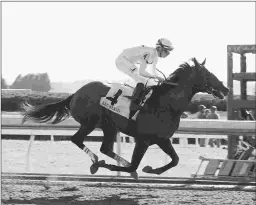  ?? KEENELAND/COADY PHOTOGRAPH­Y ?? Quip, a winner of 2 of 3 starts at age 2, will make his 3-year-old debut in Saturday’s Grade 2, $350,000 Tampa Bay Derby.