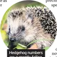  ??  ?? Hedgehog numbers are currently falling