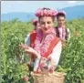  ?? PROVIDED TO CHINA DAILY ?? Local people pick roses during the Rose Festival in Karlovo, Bulgaria.