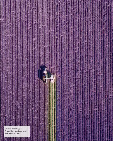  ??  ?? Lavendelhø­sting i Frankrike – verdens mest avkoblende jobb?