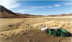  ??  ?? Met natuurlike hulpbronne wat in die omgewing van Barkly-Oos dikwels onder druk is, speen Potgieter sy lammers ná net 90 dae. Sedert hy Byboost in die kudde gebruik, het die speengewig, selfs op só ’n jong ouderdom, beduidend toegeneem.