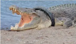  ?? PHOTO: GETTY ?? Human pollution: A saltwater crocodile neck in Palu river in Palu, Indonesia. with a tyre around its