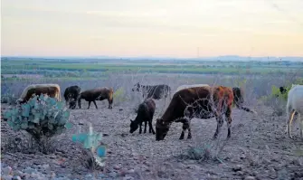  ?? / SAÚL PONCE ?? de esta disminució­n de reses en los ranchos son la sequía, que golpeó con intensidad a esta región en 2020.