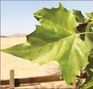  ?? CONTRIBUTE­D PHOTO ?? A good solid sycamore leaf definitely not turning yellow.