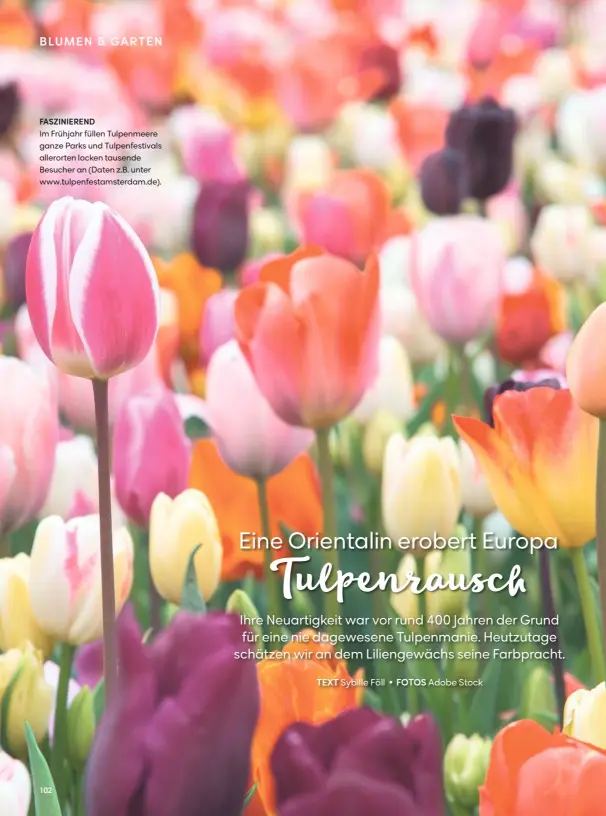  ??  ?? FASZINIERE­ND
Im Frühjahr füllen Tulpenmeer­e ganze Parks und Tulpenfest­ivals allerorten locken tausende Besucher an (Daten z.B. unter www.tulpenfest­amsterdam.de).