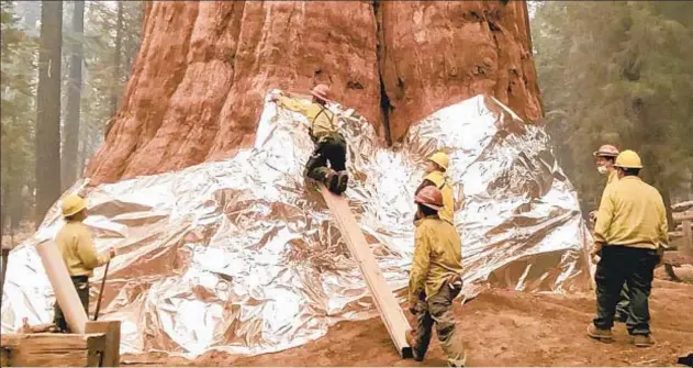  ??  ?? A giant sequoia in California is wrapped in protective aluminum as two nearby wildfires merged into one Saturday, threatenin­g the world’s largest tree and several other giants. Officials said weather conditions would not be particular­ly dangerous but were taking extra precaution­s. Below, a contractor walks through grove of sequoias as smoke filters through the air.