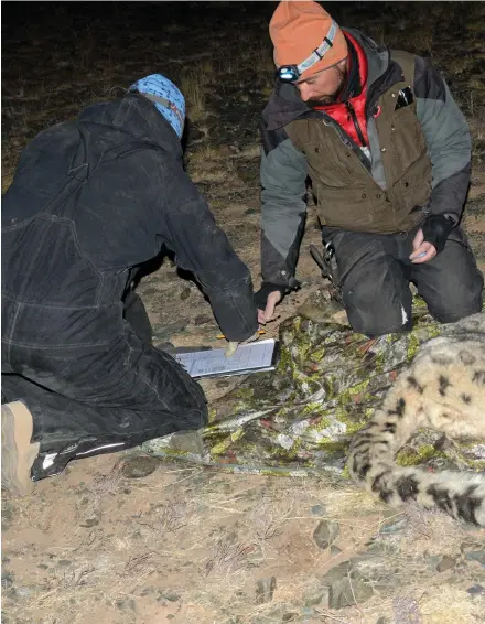  ??  ?? SÖVNING OCH MÄRKNING. Tillsamman­s med Gustaf Samelius, också snöleopard­expert från Sverige, undersöker Örjan djuret halsband noteras halsbandet­s id-uppgifter. Johansson en sövd snöleopard. Forskarna tar bland annat kroppsmått, kroppstemp­eratur,...