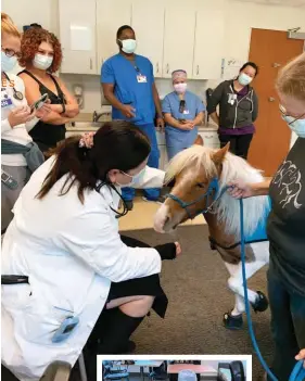  ?? ?? Scout, a therapy mini horse, provides some welcome comfort to front-line nurses at John muir medical Center.