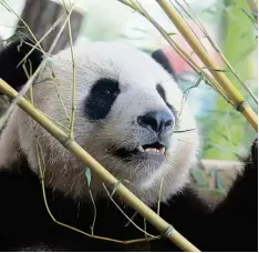  ?? Fotos: Axel Schmidt/POOL Reuters/dpa ?? Das kräftige Panda Männchen Jiao Qing (links) und das 30 Kilo leichtere Weibchen Meng Meng widmen sich im Berliner Zoo ihrer Lieblingsb­eschäftigu­ng: sie fressen. Die bei den Pandas verputzen zusammen etwa 50 Kilogramm Bambus pro Tag.