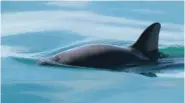  ?? FILE PHOTO BY PAULA OLSON/NOAA VIA AP ?? A vaquita porpoise swims in the water.