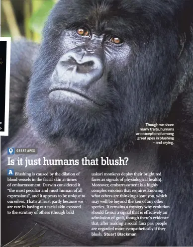  ??  ?? Though we share many traits, humans are exceptiona­l among great apes in blushing – and crying.