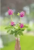  ??  ?? Bigroot geranium (Geranium macrorrhiz­um) is an evergreen perennial that accepts the dry shade beneath a deciduous tree and blankets the ground with pretty pink flowers in the spring.