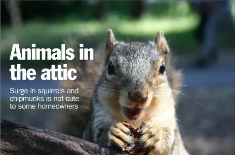  ?? Dot Polka ?? A surge in the Eastern gray squirrel population means more are finding their way into attics.