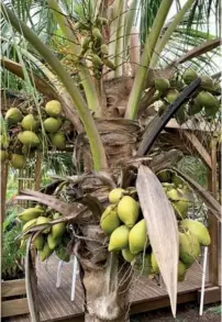  ?? © Photo Mémento ?? Le cocotier est l’arbre par excellence d’une économie circulaire dans un contexte de développem­ent durable.