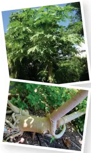  ??  ?? At top, a year-old papaya tree grows on Sanibel. Above, Hurricane Irma is September 2017 was just a temporary setback for this papaya tree’s trunk.