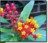  ?? Democrat-Gazette file photo ?? Tropical milkweed blooms longer than native variations of the plant.