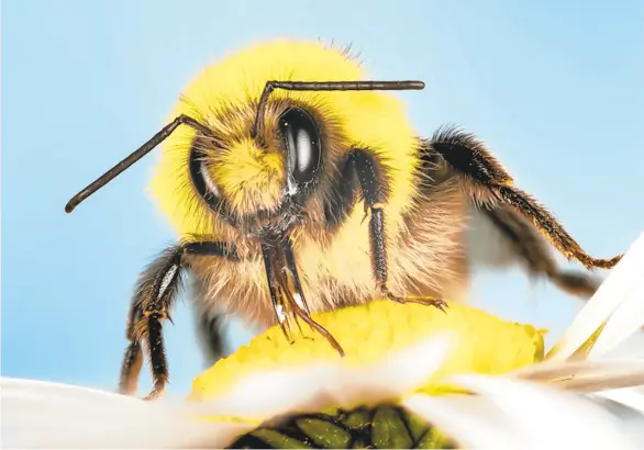  ?? TRIBUNE CONTENT AGENCY ?? The American bumblebee is under threat of extinction because of climate change, pesticide use, habitat loss, the spread of pathogens and parasites, and low genetic diversity, according to Xerces Society for Invertebra­te Conservati­on.