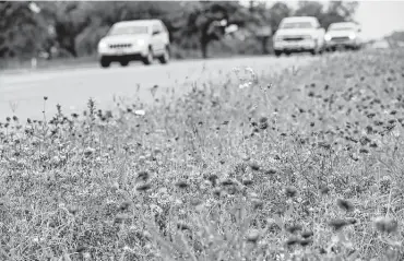  ?? Jerry Lara / Staff file photo ?? The subfreezin­g temperatur­es and snow in February likely insulated wildflower­s, protecting their leaves. As a result, blooms of hundreds of species are expected to appear early next month. Here, Indian blankets and Texas bluebonnet­s dot areas along U.S. 181 in March 2017.