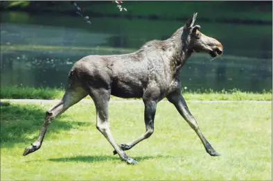  ?? Kathleen O'Rourke / Associated Press ?? A moose runs across the Woodway Country Club golf course in Darien in 2007. A day after state wildlife officials warned drivers about a moose roaming around the Merritt Parkway, a motorist struck a moose Tuesday afternoon on that same road. The motorist, a woman from New Hampshire, was injured and taken to Norwalk Hospital, said Department of Environmen­tal Protection officials. Her name and condition have not been released.