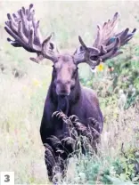  ?? PHOTOS COURTOISIE ?? 1. Sylvain Beauchemin et son orignal au panache géant. 2. L’heureux chasseur tenant son trophée, une prise de vue qui donne une bonne impression de la taille des bois. 3. Le panache du «monstre de Matane» était moins large, mais avait 47 pointes. 3