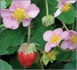  ?? ALAMY / GAP PHOTOS ?? As they produce fruit over a longer period of time, everbearer strawberri­es will run out of steam far sooner. Expect to replace them every couple of years or so.