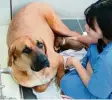  ?? Foto: Dirk Godder, dpa ?? Ein geklonter Welpe wird in der Sooam Biotech Research Foundation, die auf Bestellung Hunde klont, von einer Leih mutter gesäugt.