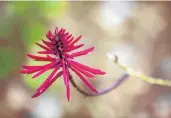  ??  ?? A flowering tree shows a pink bloom in Little Big Econ State Forest in Seminole County.