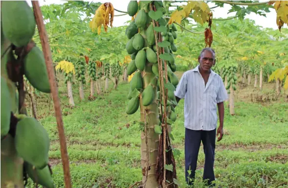  ?? Photo: Rosi Doviverata ?? Permal Goundar, a semicommer­cial farmer plants vegetables and papaya in his 10 acre farm in the lower Sigatoka valley.