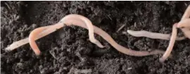  ??  ?? An experiment which saw two offspring of an earthworm in Mars’ soil signifies reproducti­on in alien mud.