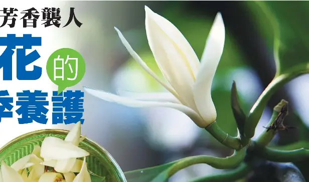 白蘭花四季養護 Pressreader