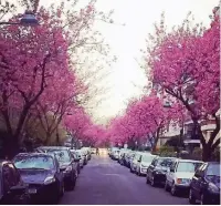 ??  ?? Simon Schmitz hat festgehalt­en, wie schön die Zietenstra­ße leuchtet, wenn die Kirschbäum­e blühen.