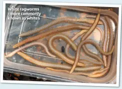  ??  ?? White ragworms – more commonly known as whites