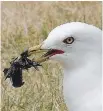  ?? JOANNA CRILLY ?? An adult Ring-billed Gull decides to take on a crayfish.