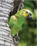  ?? Glaucia Seixas ?? After comparing its genome with those of dozens of other birds, researcher­s’ findings suggest that evolution may have made parrots something like the humans of the avian world.