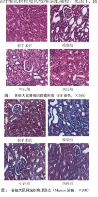  ??  ?? 图 2 各组大鼠肾组织病理形­态（Masson染色，×200）