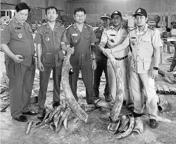  ?? — AFP photo ?? Cambodian authoritie­s holding pieces of ivory after a shipment was seized in Preah Sihanouk province.