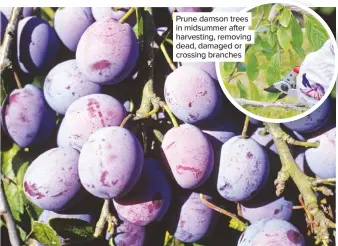  ??  ?? Prune damson trees in midsummer after harvesting, removing dead, damaged or crossing branches