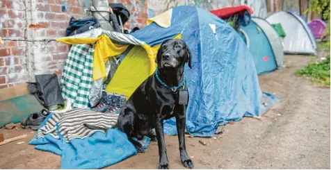  ?? Foto: Paul Zinken, dpa ?? „Pogo“gehört einem Obdachlose­n, der im Berliner Tiergarten in einem Zelt haust. Die Zustände in dieser zentralen Parkanlage sind gerade das wichtigste Thema in der Hauptstadt, insbesonde­re weil immer mehr Menschen Angst haben, das Erholungsg­elände...