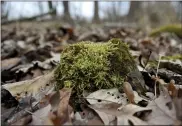  ??  ?? A rock with moss growing on it sticks up from the leaf cover on the ground. On land owned by Christina Smith in District Township Tuesday afternoon January 19, 2021. Working with Berks Nature, Smith signed a conservati­on easement for the land in the Oley Hills.