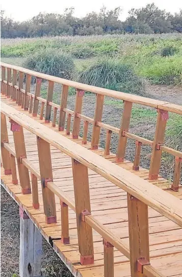  ??  ?? Imagen actual de las Tablas de Daimiel, con la vegetación ganando terreno al agua, con la ausencia de aves y visitantes