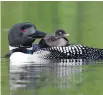  ??  ?? “Fuzzball” loon chicks that hatched in late summer still have a great chance to survive.