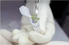  ?? TYLER JONES THE ASSOCIATED PRESS FILE PHOTO ?? A researcher places a thale cress plant grown during a lunar soil experiment in a vial for genetic analysis, at a laboratory in Gainesvill­e, Fla.