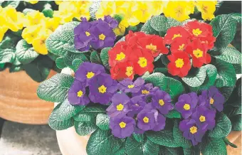  ??  ?? Plant compact primula ‘Danessa’ in pots or as edgings in the garden.