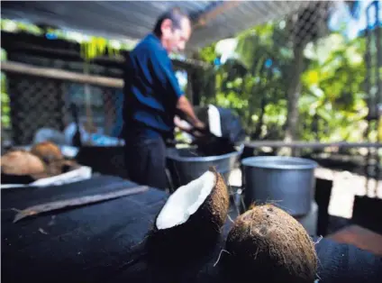  ?? PABLO MONTIEL ?? La cocina caribeña sí usa el aceite de coco como una base tradiciona­l.