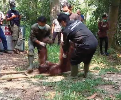  ??  ?? SAMBOJA, EAST KALIMANTAN, INDONESIA: In this Oct. 18, 2016 image made from video, workers lift a tranquiliz­ed orangutan to be transporte­d to a release site, at Samboja Lestari sanctuary. —AP KEHJE SEWEN FOREST, INDONESIA:
