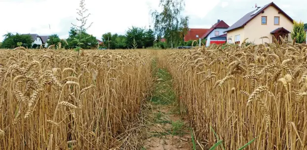  ?? FOTO: KATJA DÖRN ?? Rothenstei­n will den Weg freimachen für eine Erweiterun­g des Baugebiete­s „Am Teichberg" im Ortsteil Oelknitz. Das Areal wird bislang noch landwirtsc­haftlich genutzt.