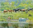  ??  ?? 9
Alexander Masyk, Cows Watering, oil on canvas, 20 x 24"
9