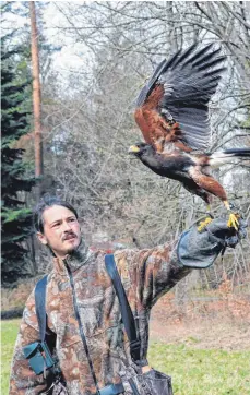  ?? FOTO: ROLAND RAY ?? Aufgepasst, ihr Saatkrähen: Wüstenbuss­ard „Emma“startet von Daniel Heines Hand zu einem Flug im Schlosspar­k.